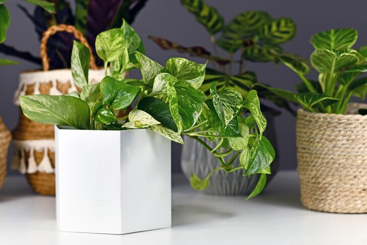 Creating a Lush and Vibrant Indoor Office Oasis